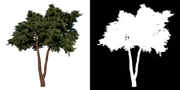 フロントビューツリーカラブリア松の木2ホワイト背景アルファPng 3Dレンダリング3Dイラスト — ストック写真