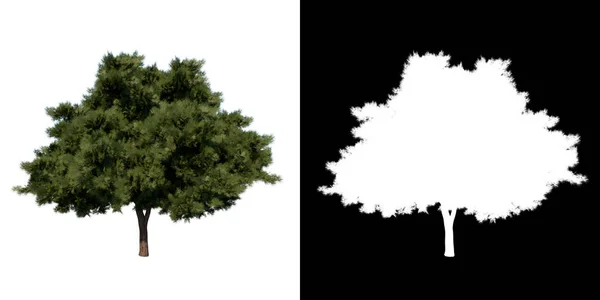 Vorderseite Baum Junge Kalabrische Kiefer Weißer Hintergrund Alpha Png Rendering — Stockfoto