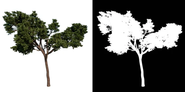 Vorderseite Baum Kalabrische Kiefer Weißer Hintergrund Alpha Png Rendering Ilustracion — Stockfoto
