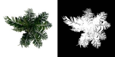 Ergenlik çağındaki Roystonea Oleracea Palmiye Ağacı 3 ağaç png 'nin en üst görünümü alfa kanalı ile 3D görüntülenir.