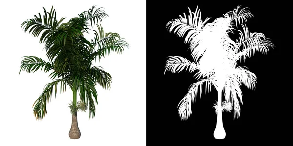 Elülső Nézet Növény Young Roystonea Oleracea Palm Tree Png Alfa — Stock Fotó