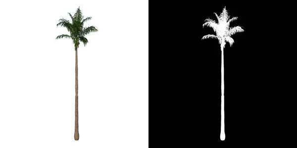 Pohled Zepředu Rostlinu Roystonea Oleracea Palm Tree Png Alfa Kanálem — Stock fotografie