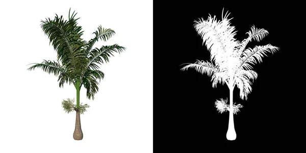 Pohled Zepředu Rostlinu Young Roystonea Oleracea Palm Tree Png Alfa — Stock fotografie