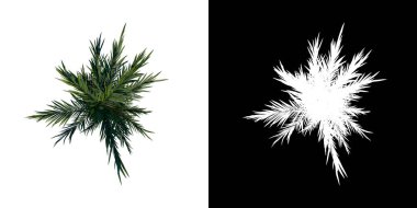 En üstteki görünüm ağacı Kırmızı Palmiye 1 beyaz arkaplan alfa png 3D oluşturma 3D Ilustracion