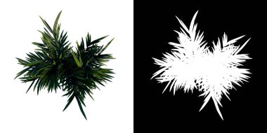 En üstteki görünüm ağacı Ergen Kırmızı Palmiye ağacı 2 beyaz arkaplan alfa png 3D Yapılandırma 3B İlustrakion