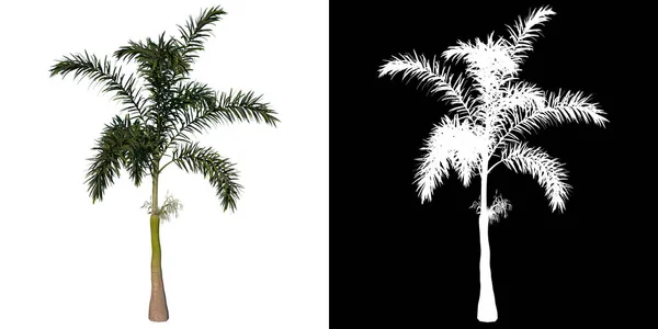 植物のフロントビュー青年Wodyita美Burcataヤシの木1本のPngとアルファチャンネル3Dレンダリングで作られた切り抜き — ストック写真