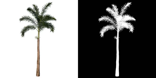 Вид Спереди Растения Wodyeita Bifurcata Palm Tree Tree Png Альфа — стоковое фото