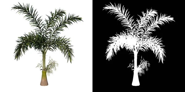 Vista Frontale Della Pianta Giovane Wodyeita Bifurcata Palm Tree Albero — Foto Stock