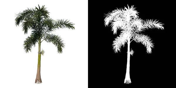 Вид Спереди Растения Adolescent Wodyeita Bifurcata Palm Tree Png Альфа — стоковое фото