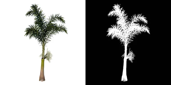 Вид Растение Young Wodyeita Bifurcata Palm Tree Png Альфа Каналом — стоковое фото