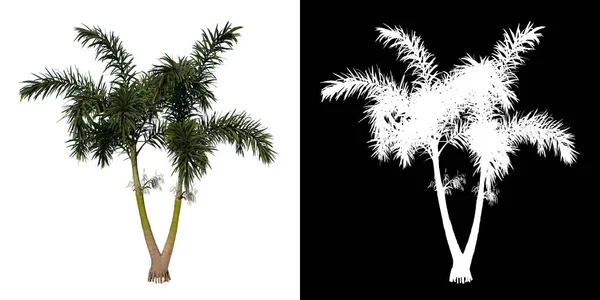 Frontansicht Der Pflanze Adolescent Wodyeita Bifurcata Palm Tree Tree Png — Stockfoto