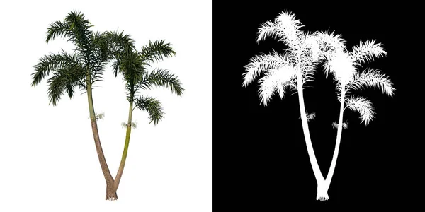 植物のフロントビューWodyita美Burcata Palm Tree 3ツリーPng Alpha Channel Cutout Made Render — ストック写真