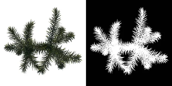 植物Wodyeita Bifurcata Palm Tree 3树的顶部视图 带有Alpha通道 以3D渲染方式切割 — 图库照片