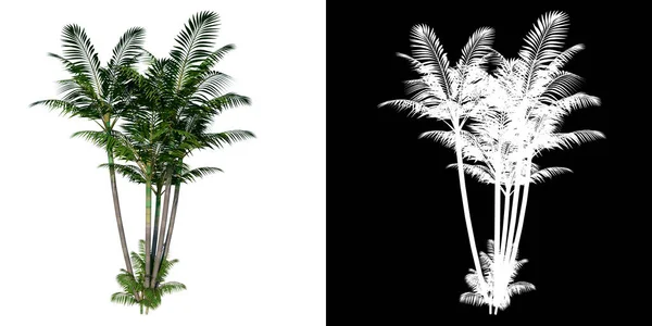 Front View Tree Palm Tree White Background Alpha Png Rendering — стоковое фото