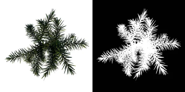植物Young Wodyeita Bifurcata Palm Tree 3树的顶部视图 带有Alpha通道 以3D渲染方式切割 — 图库照片