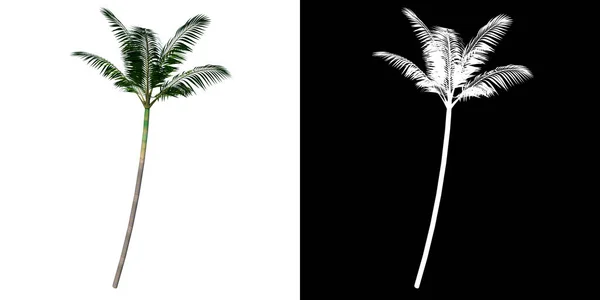 Front View Tree Palm Tree White Background Alpha Png Rendering — стоковое фото