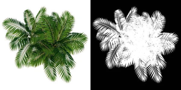 Baum Von Oben Palm Tree Weißer Hintergrund Alpha Png Rendering — Stockfoto