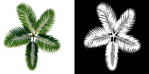 Top View Tree Palm Tree Fehér Háttér Alfa Png Renderelés — Stock Fotó