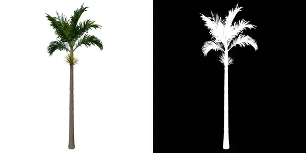 Palmen Isoliert Auf Weißem Hintergrund — Stockfoto