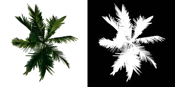 Beyaz Arkaplanda Izole Edilmiş Palmiye Ağaçları — Stok fotoğraf