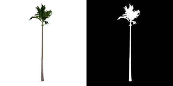 Elülső Nézet Areca Catuche Tree Palm Fehér Háttér Alfa Png — Stock Fotó