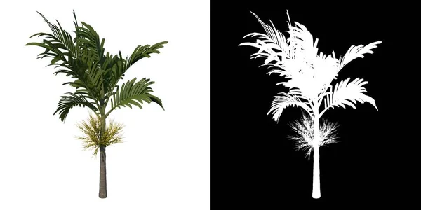 Elülső Nézet Fiatal Areca Catuche Tree Palm Fehér Háttér Alfa — Stock Fotó