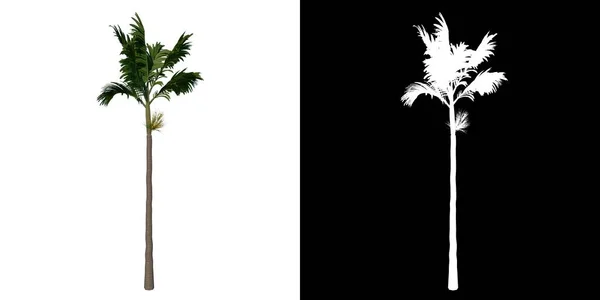 Albero Vista Frontale Adolescent Areca Catuche Tree Palm Sfondo Bianco — Foto Stock