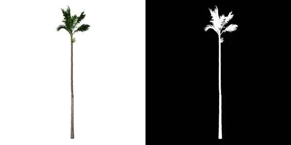 Baum Von Vorne Areca Catuche Tree Palm Weißer Hintergrund Alpha — Stockfoto