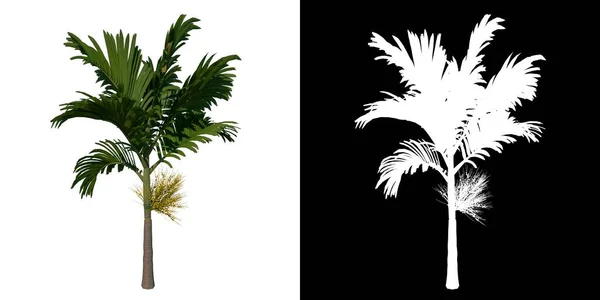 Baum Von Vorne Young Areca Catuche Tree Palm Tree Weißer — Stockfoto