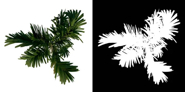 Arbre Vue Dessus Adolescent Areca Catuche Tree Palm Fond Blanc — Photo