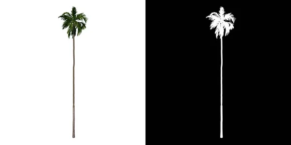 フロントビューツリー Areca Catuche Tree Palm 白い背景アルファPng 3Dレンダリング3Dイラスト — ストック写真