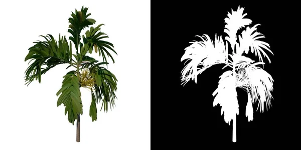 Baum Von Vorne Areca Catuche Tree Palm Weißer Hintergrund Alpha — Stockfoto