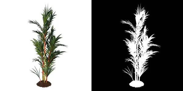 Árvore Visão Frontal Jovem Palmeira Vermelha Fundo Branco Alfa Png — Fotografia de Stock