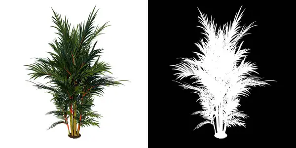 Дерево Переднего Вида Adolescent Red Palm Tree Белый Фон Alpha — стоковое фото