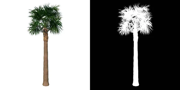 植物のフロントビュー青年パルメットヤシの木1本のPngとアルファチャンネル3Dレンダリングで作られたカットアウト — ストック写真