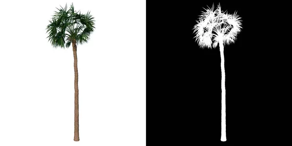 Přední Pohled Rostlinu Palmetto Palm Strom Strom Png Alfa Kanálem — Stock fotografie