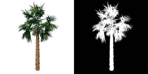 Vorderseite Der Pflanze Adolescent Palmetto Palm Tree Tree Png Mit — Stockfoto