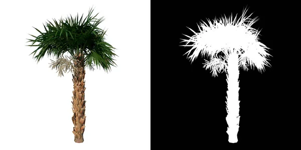 stock image Front view of plant Young Palmetto Palm Tree 2 tree png with alpha channel to cutout made with 3D render