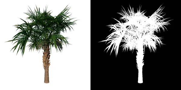 Vista Frontal Planta Young Palmetto Palm Tree Png Árbol Con — Foto de Stock