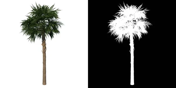 Frontansicht Der Pflanze Adolescent Palmetto Palm Tree Tree Png Mit — Stockfoto
