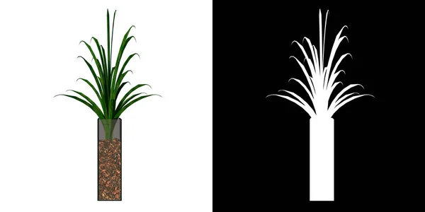 Pandanus Amaryllifoliusと植物ポットのフロントビュー1ツリー — ストック写真