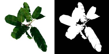 Bitki Musa paradisiaca Muz Ağacı 1 Ağaç Beyaz zemin 3 Boyutlu Ilustracion 3 Boyutlu