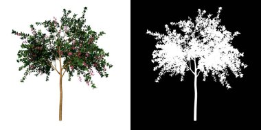 Ön manzara ağacı (Genç Hong Kong orkide ağacı 1) beyaz arkaplan alfa png 3D görüntüleme Ilustracion 3D