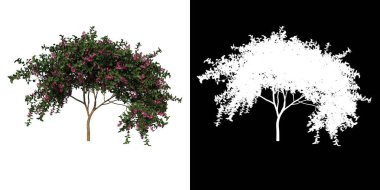 Ön manzara ağacı (Genç Hong Kong orkide ağacı 3) beyaz arkaplan alfa png 3D görüntüleme Ilustracion 3D