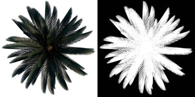 Santral Cycas Revolutas Palmiye Ağacı png üst görünümü alfa kanalı ile kesme 3D oluşturulmuş