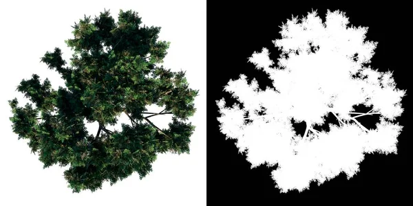 植物オリーブの木のトップビュー1 3Dレンダリングで作られたカットアウトするアルファチャンネル付きツリーPng — ストック写真