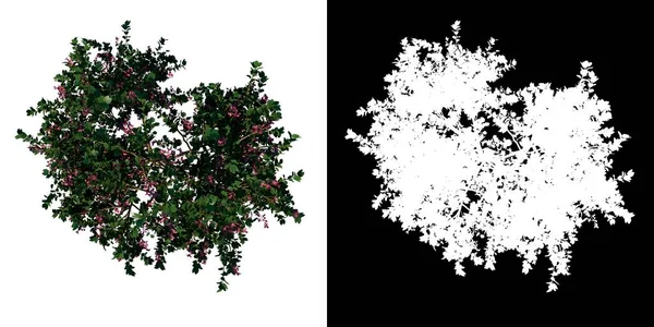 顶部视图树 年轻的香港兰花树2 白色背景 Png 3D渲染Ilustracion — 图库照片