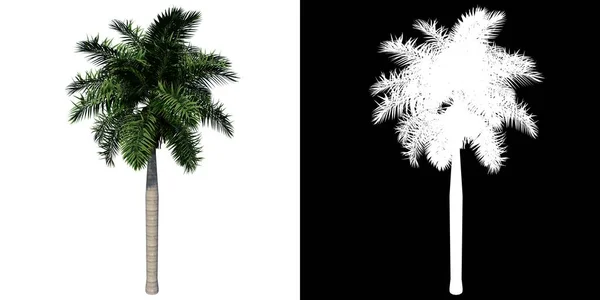 Εμπρός Όψη Του Plant Roystonea Regia Florida Royal Palm Δέντρο — Φωτογραφία Αρχείου