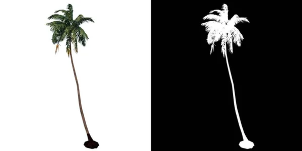 Boyutlu Görüntüleme Ile Kesilen Alfa Kanallı Bitki Palmiyesi Ağacı Ağaç — Stok fotoğraf
