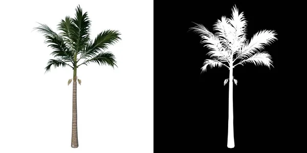 Baum Von Vorne Adolescent Alexander Palm Tree Palm Weißer Hintergrund — Stockfoto